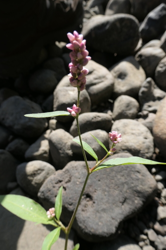 pinkweed