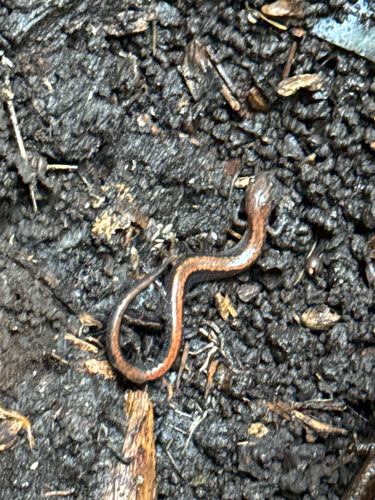 Eastern Red-backed Salamander