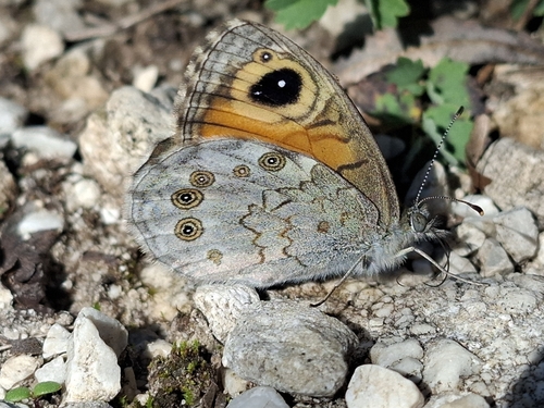 Large Wall Brown