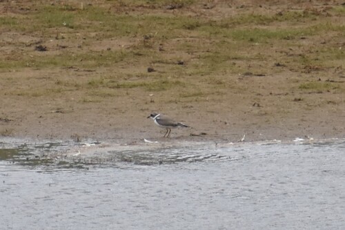 Semipalmated Plover