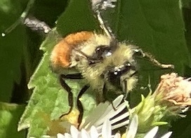 Tricolored Bumble Bee