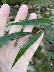 Salix mucronata