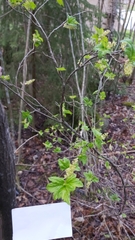 Ribes alpinum