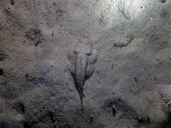 Thysanophrys cirronasus