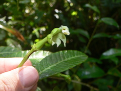 Burmeistera cylindrocarpa