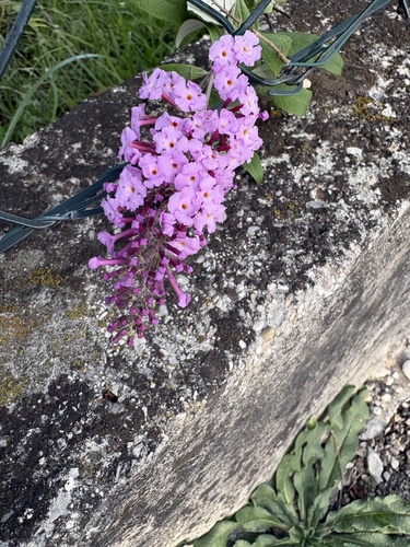 Butterfly bush