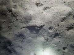 Thysanophrys cirronasus