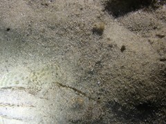 Thysanophrys cirronasus