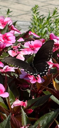 Pipevine Swallowtail