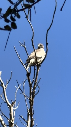 Roadside Hawk