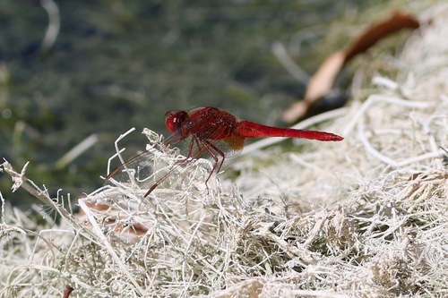 Broad Scarlet
