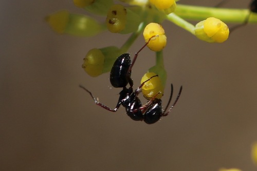 Camponotus piceus