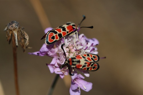 Chalk Burnet