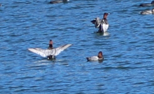 Common Pochard