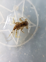 Maccaffertium modestum