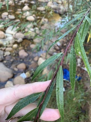 Salix mucronata