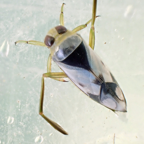 Grousewinged Backswimmer