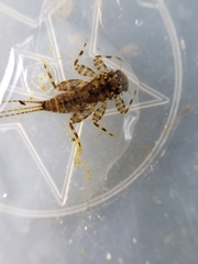 Maccaffertium modestum