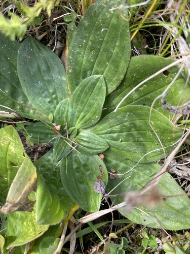 Hoary Plantain