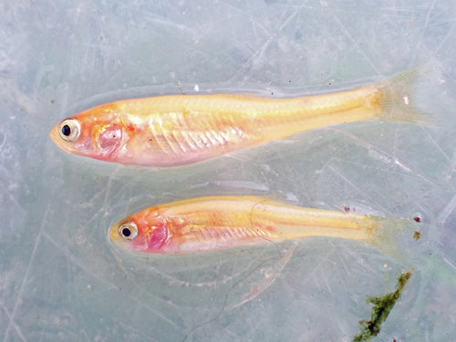 Fathead Minnow