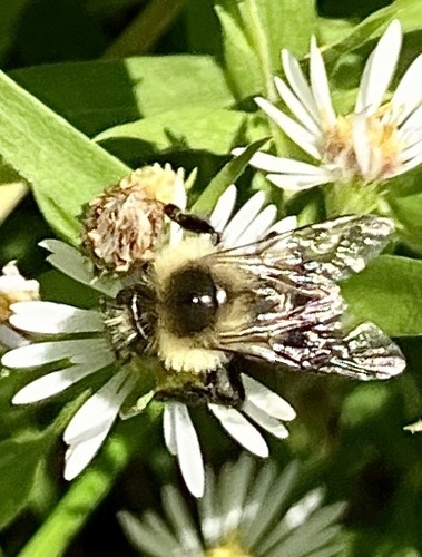 Common Eastern Bumble Bee