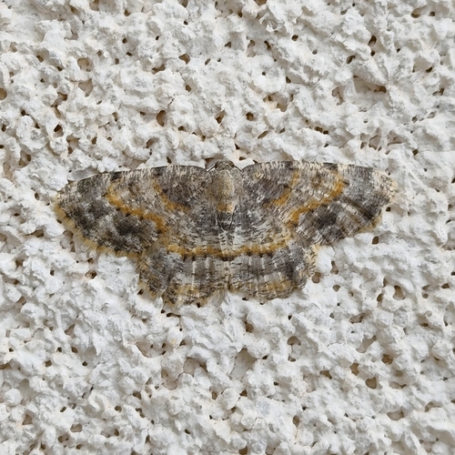Charissa variegata
