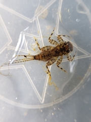 Maccaffertium modestum