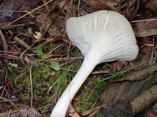 Snowy Waxcap