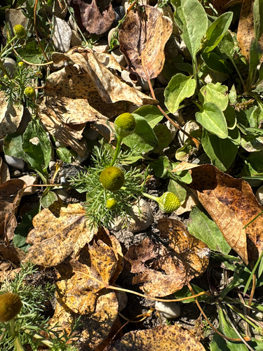 pineapple-weed