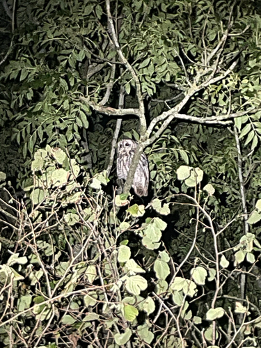 Tawny Owl
