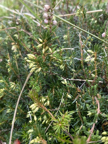 Spring Heath