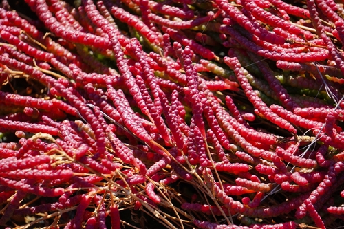 Salicornia perennans, photograph 5