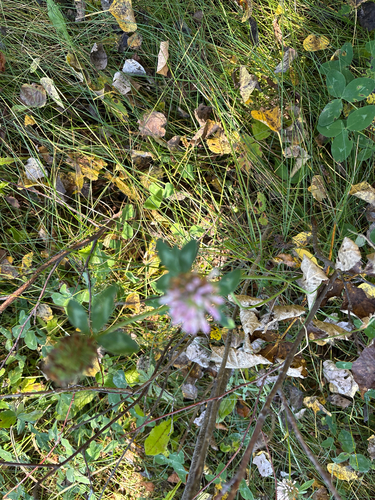Red Clover