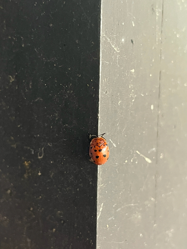 Argus Tortoise Beetle