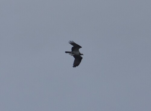 American Osprey