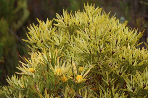 Leucadendron xanthoconus, photograph 6