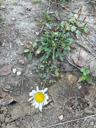 oxeye daisy