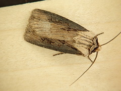 Agrotis volubilis