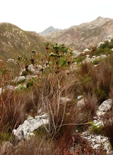 Berzelia albiflora, photograph 4