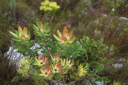 Leucadendron gandogeri, photograph 4