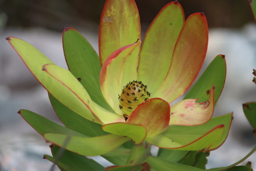 Leucadendron gandogeri, photograph 5