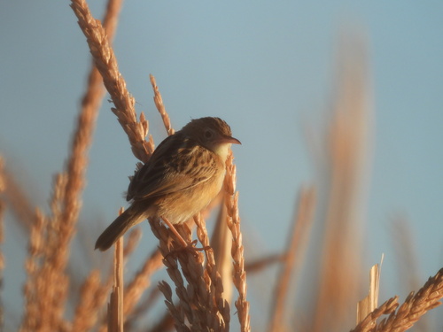 Zitting Cisticola