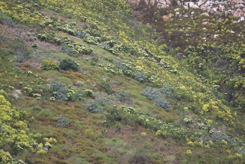 Protea nitida, photograph 1
