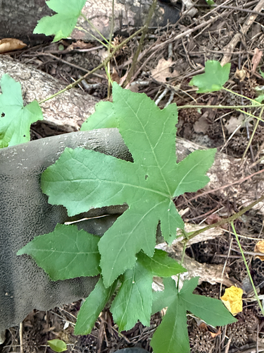 Liquidambar styraciflua, photograph 2