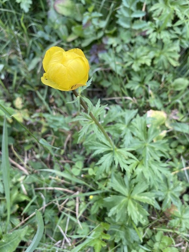 European Globeflower