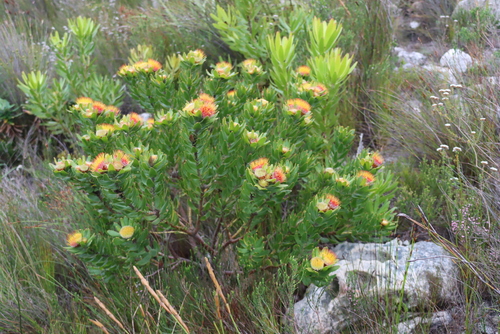 Leucospermum oleifolium, photograph 6