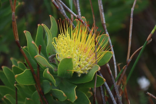 Leucospermum oleifolium, photograph 5