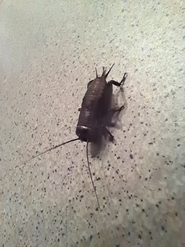 European Field Cricket