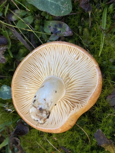 Lactarius zonarioides