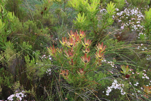 Leucadendron gandogeri, photograph 3